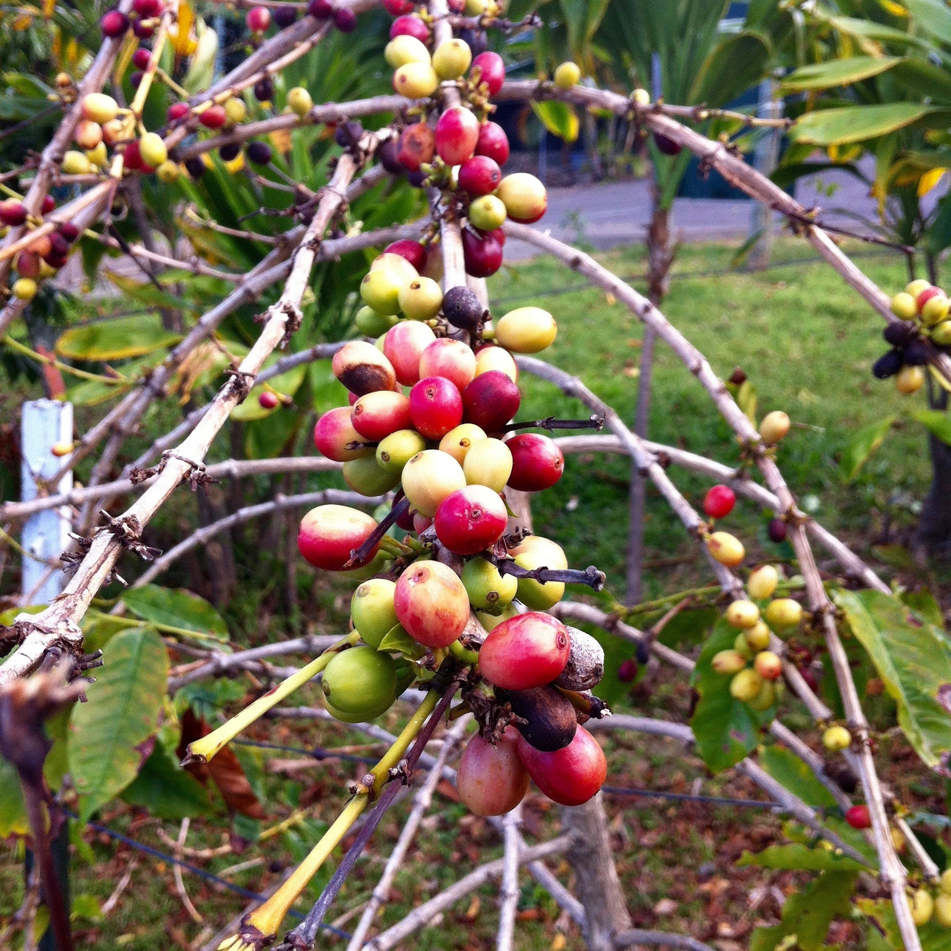 Mountain Thunder Organic Kona Coffee Grows in Donkey Poo