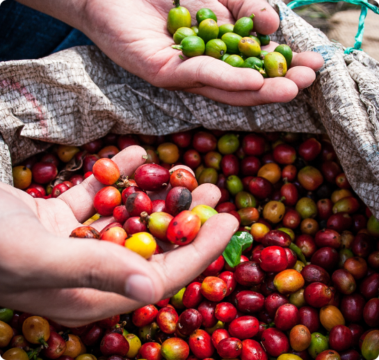 Hawaiian Coffee Beans: Kona Coffee Beans